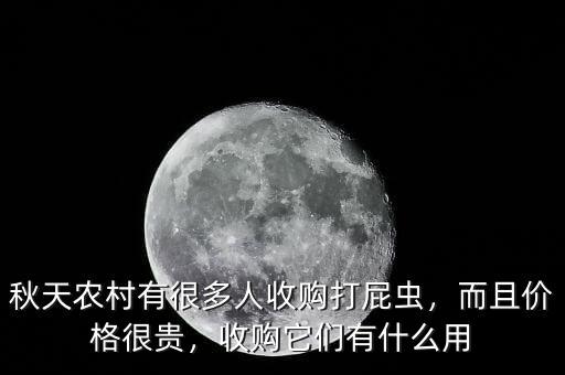 秋天農(nóng)村有很多人收購打屁蟲，而且價格很貴，收購它們有什么用