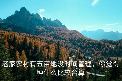 老家農(nóng)村有五畝地沒時(shí)間管理，你覺得種什么比較合算