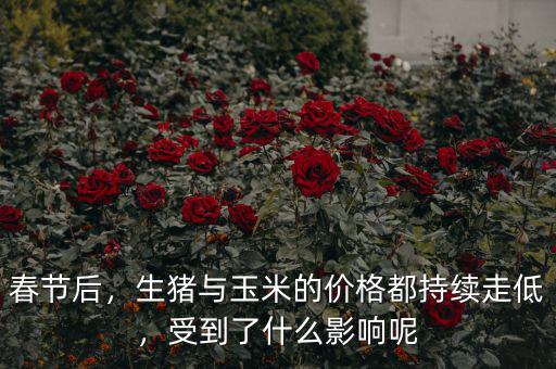 春節(jié)后，生豬與玉米的價(jià)格都持續(xù)走低，受到了什么影響呢