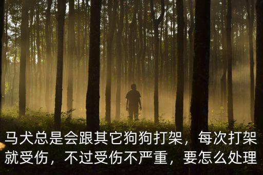 馬犬總是會跟其它狗狗打架，每次打架就受傷，不過受傷不嚴重，要怎么處理