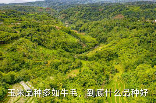 玉米品種多如牛毛，到底什么品種好
