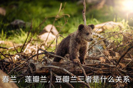 春蘭，蓮瓣蘭，豆瓣蘭三者是什么關(guān)系