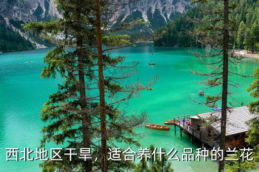 西北地區(qū)干旱，適合養(yǎng)什么品種的蘭花