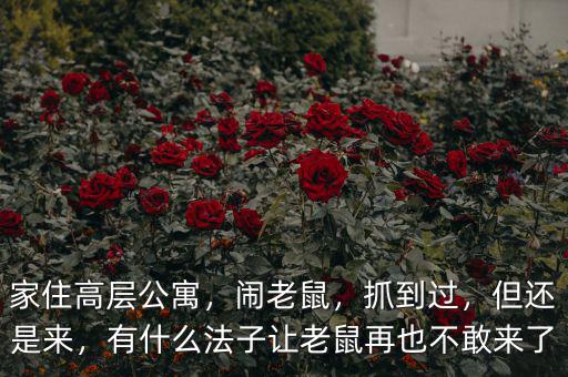 家住高層公寓，鬧老鼠，抓到過，但還是來，有什么法子讓老鼠再也不敢來了