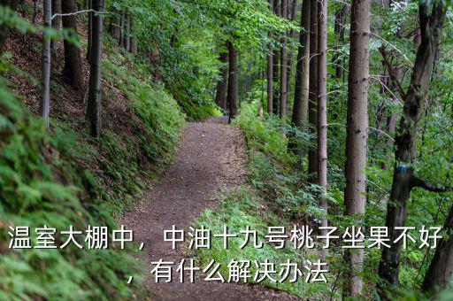 溫室大棚中，中油十九號桃子坐果不好，有什么解決辦法