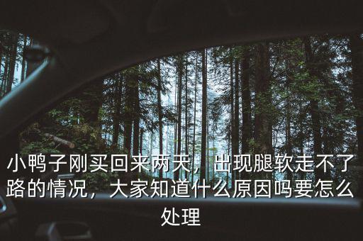 小鴨子剛買回來兩天，出現(xiàn)腿軟走不了路的情況，大家知道什么原因嗎要怎么處理