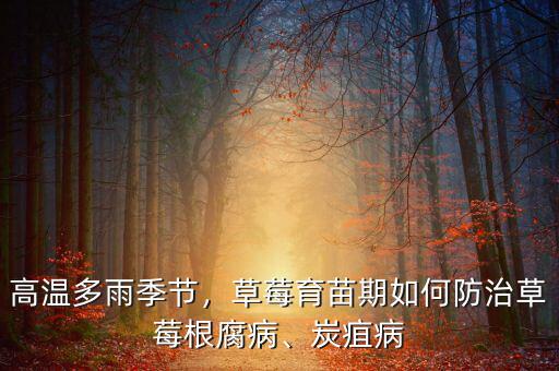 高溫多雨季節(jié)，草莓育苗期如何防治草莓根腐病、炭疽病
