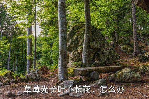 草莓光長葉不長花，怎么辦