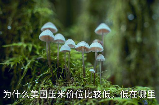 為什么美國玉米價位比較低，低在哪里