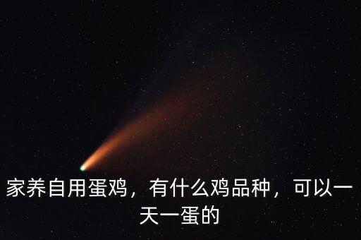 家養(yǎng)自用蛋雞，有什么雞品種，可以一天一蛋的