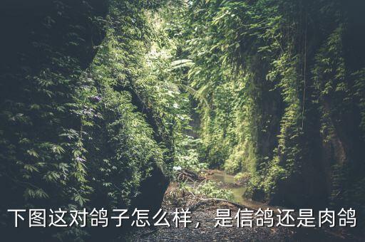 下圖這對(duì)鴿子怎么樣，是信鴿還是肉鴿