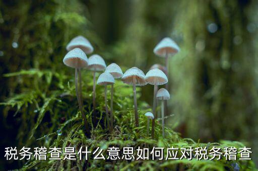 什么是稅務(wù)稽查積案，稅務(wù)稽查本指什么