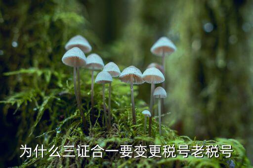 為什么要稅號變更，為什么變更稅號要填增值稅一般納稅人遷移流程表