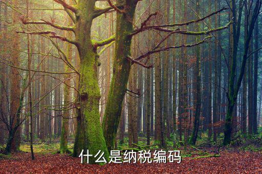 什么是納稅登記編碼，什么是納稅編碼