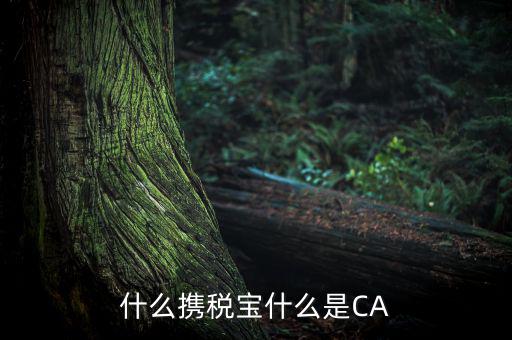 青島國稅ca證書是什么，什么攜稅寶什么是CA