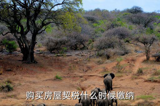 鶴壁契稅什么時候交，什么時間繳納契稅