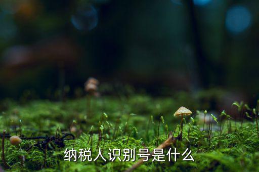 納稅人的識別號是什么，納稅人識別號是什么