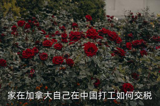 加拿大如何征稅，注冊加拿大公司怎么報稅