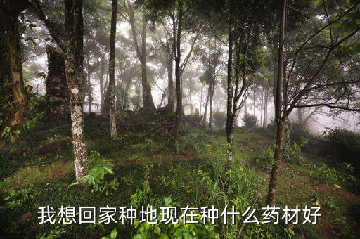 減地種什么藥財(cái)好，那位老板推薦下山地適合種什么藥材啊 耐旱收益快的最好  問