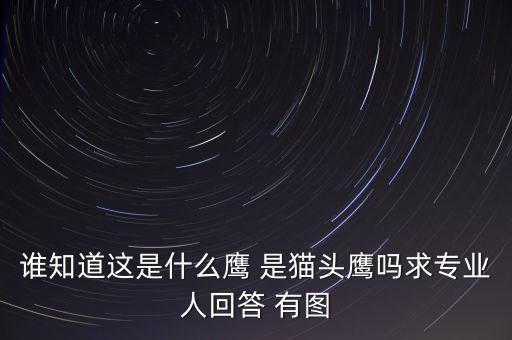 頭長(zhǎng)的像鷹是什么鴿子，有那種飛禽類似鷹但又比鷹小專捕食鴿子
