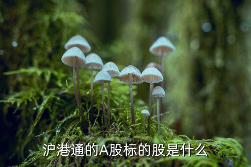 什么股份納入港股通，小米集團什么時候納入港股通