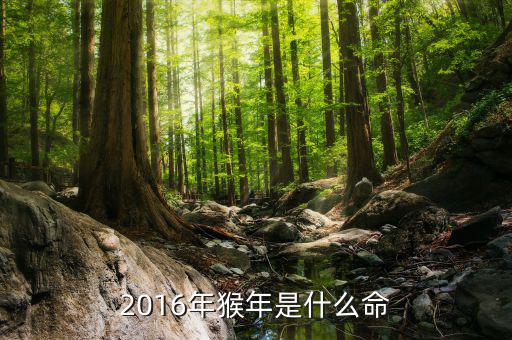 2016年是什么預(yù)兆，2016年猴年是什么命
