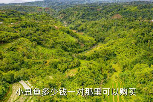 小丑魚多少錢一對(duì)那里可以購(gòu)買