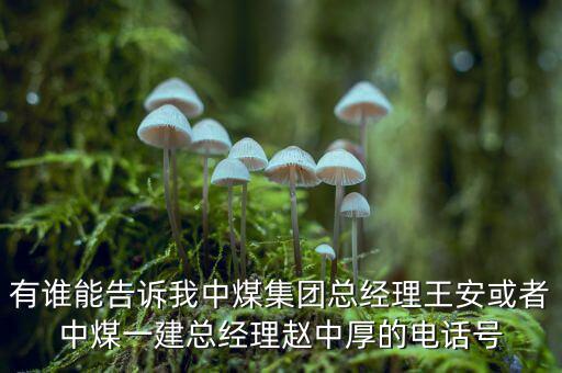 中煤王安是什么級別，王安被稱為什么