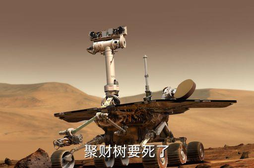 聚才樹能用什么肥，聚財(cái)樹要死了