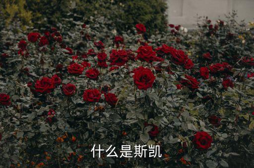 海洋核動(dòng)力平臺(tái)是什么，什么是斯凱