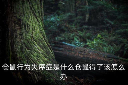 烏靈菌粉是什么，倉鼠行為失序癥是什么倉鼠得了該怎么辦