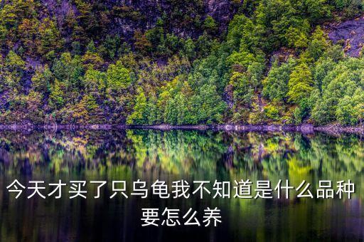 烏龜還沒買萬(wàn)科之前是什么樣，買了一只烏龜回來比較大但是不認(rèn)識(shí)這是什么品種的有圖有認(rèn)