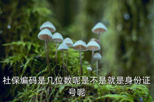 單位社保編碼14位是什么，什么是社保編號