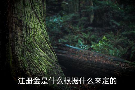注冊金是什么根據什么來定的