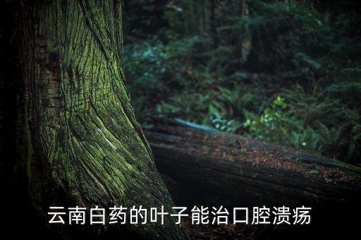 云南白藥葉子有什么用，云南白藥的葉子和地下長(zhǎng)的果實(shí)怎樣使用