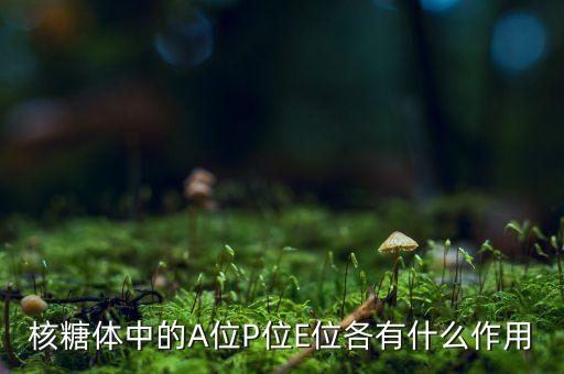 核糖體中的A位P位E位各有什么作用