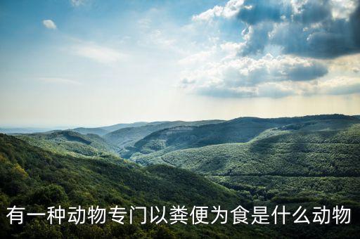 有一種動物專門以糞便為食是什么動物