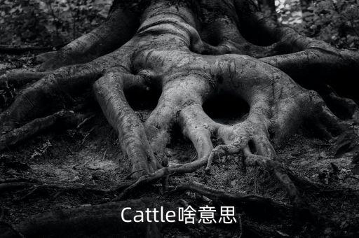 牛回頭什么意思，Cattle啥意思