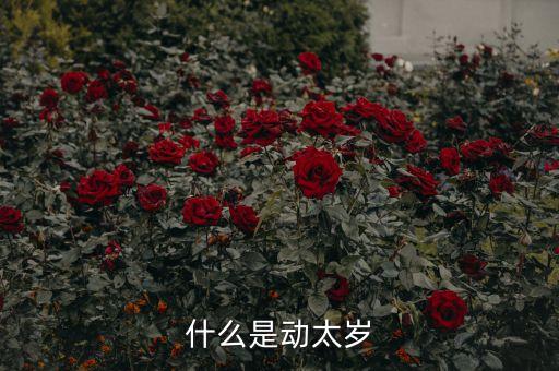 什么是動(dòng)太歲