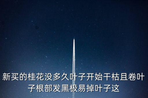 桂花樹過剩什么時候能緩解，盆栽的桂花為什么老掉葉子