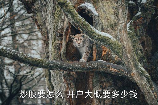 炒股要怎么 開戶大概要多少錢
