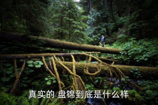 真實(shí)的 盤錦到底是什么樣