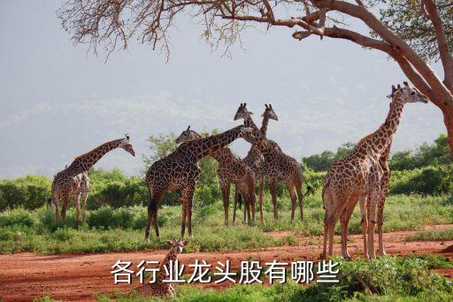 南?？萍脊善贝a,商湯科技股票代碼多少