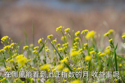 在哪里能看到上證指數的月 收益率呢