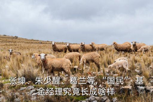 張坤、朱少醒、葛蘭等,“國民” 基金經理究竟長成啥樣